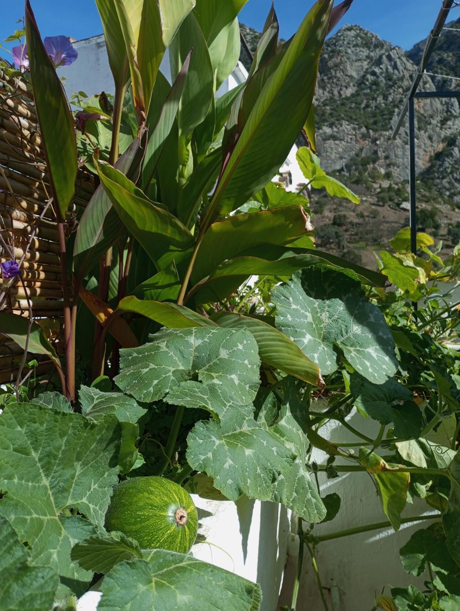Dar Sbaa Bed and Breakfast Chefchaouen Εξωτερικό φωτογραφία